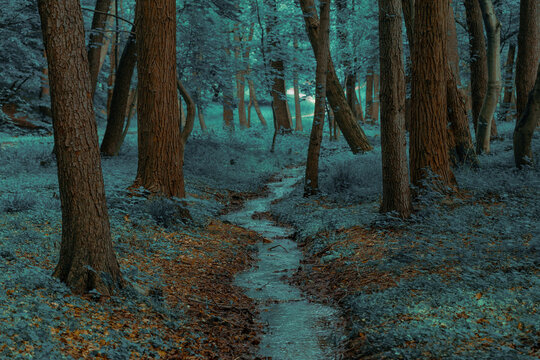enchanted forest landscape color toning spring time natural environment space with small narrow water stream along trees and grass land