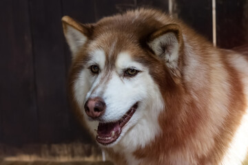 Portrait of Siberian Husky dog. Cute brown dog, close-up. Copy space for text