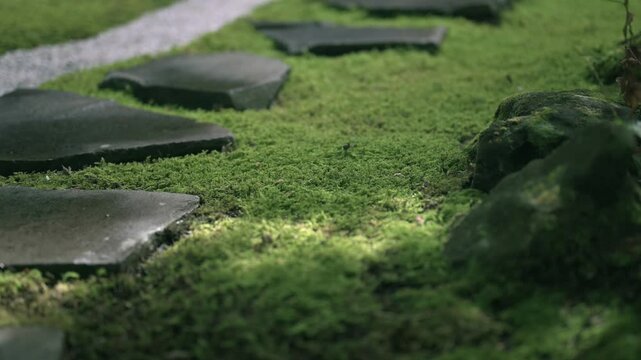 苔むした庭に置かれた飛び石