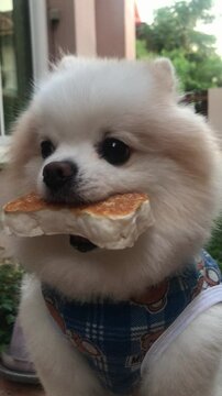 White Dog pomeranian carries a bone 4k