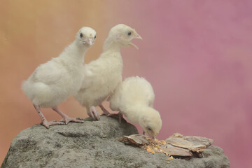 Three one-week-old turkey chicks are eating corn on a moss-covered rock. This bird, which is usually bred by humans for meat consumption, has the scientific name Meleagris gallopavo.