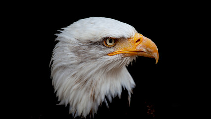 american bald eagle