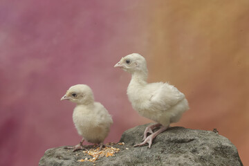 Two week-old turkey chicks are eating corn on a moss-covered rock. This bird, which is usually bred by humans for meat consumption, has the scientific name Meleagris gallopavo.