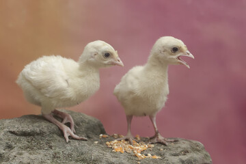 Two week-old turkey chicks are eating corn on a moss-covered rock. This bird, which is usually bred by humans for meat consumption, has the scientific name Meleagris gallopavo.