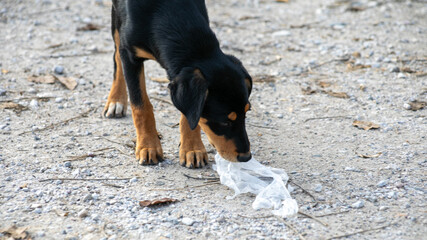A young black and brown puppy inspects a plastic bag on the ground, highlighting environmental...