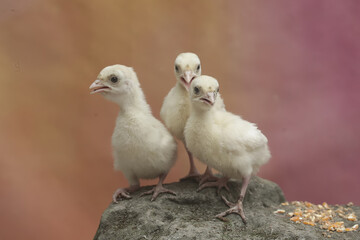 Three one-week-old turkey chicks are eating corn on a moss-covered rock. This bird, which is usually bred by humans for meat consumption, has the scientific name Meleagris gallopavo.
