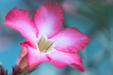 Naklejka premium Close up of pink flowers Adenium Desert roses, Mock Azalea, Adenium multiflorum, Impala Lily are blooming in the garden.