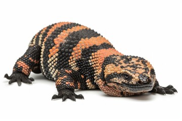 Gila Monster lies calmly on white background showcasing its distinct black and orange patterned scales in soft studio lighting emphasizing its unique features and texture.
