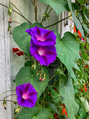 Malnik Beskid Sądecki, zachód słońca, jesień. © Maciej G. Szling