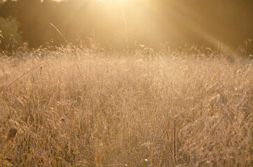 A field with spikelets at sunset. The golden hour.Beautiful summer sunset. The design of the background, template, screensaver, cover, postcard.