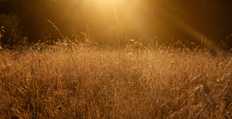 A field with spikelets at sunset. The golden hour.Beautiful summer sunset. The design of the background, template, screensaver, cover, postcard.