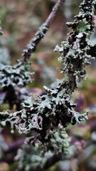 Moss close-up in the forest