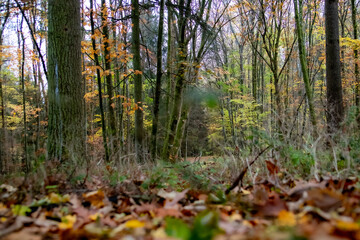 Obraz premium Herbstwald