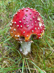 amanita muscaria fly mushroom