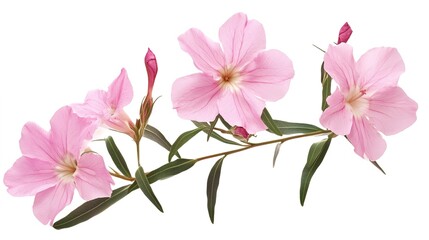 A vibrant and detailed illustration of oleander flowers, showcasing their striking colors and lush green foliage. The image captures the beauty of this flowering shrub