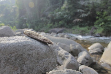 wood chips on river rocks 