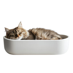 Cozy Cat Napping in Modern White Bowl with Transparent Backgroun