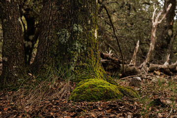 Sotobosque en otoño con musgo y troncos de roble en el parque natural Fuente roja de Alcoy, España