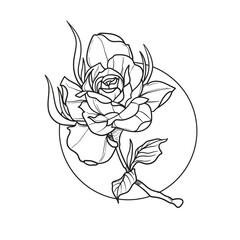 Hand drawn rose flower. Vector illustration
