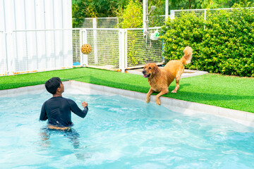 Happy Golden Retriever dog breed swimming and playing with trainer in swimming pool. Domestic dog do sport training exercise for health care, lose weight and muscle building. Pet Hydrotherapy concept.