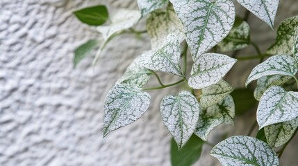 Beautiful silver lace vine showcasing delicate, intricate leaves with a silvery hue, elegantly cascading down. This plant features unique textures and patterns,