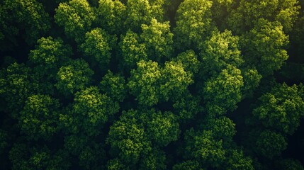Naklejka premium Morning Light in Lush Green Forests