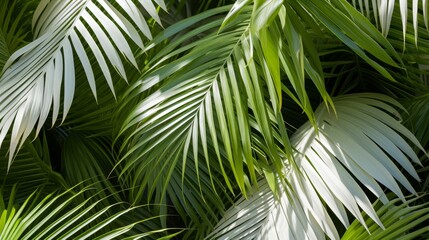 Elegant shadows from vibrant tropical leaves on a clean white background, creating a serene ambiance