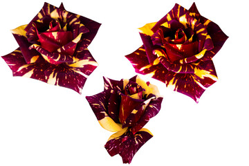 Three roses with alternating yellow and red colors isolated on the white background.Photo with clipping path.