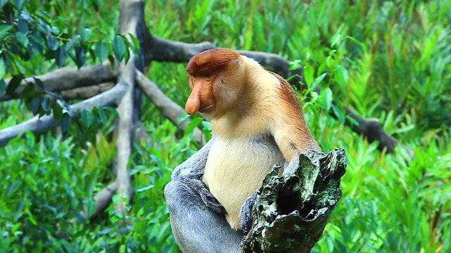 proboscis monkey or nasalis larvatus