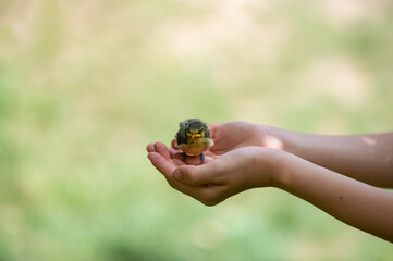 Gentle care: A new life of a bird in hands