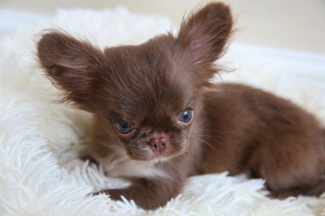 Mini chihuahua dog on a soft bed, dog age 4 months