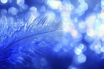 Blue Feather with Water Droplets and Bokeh Background