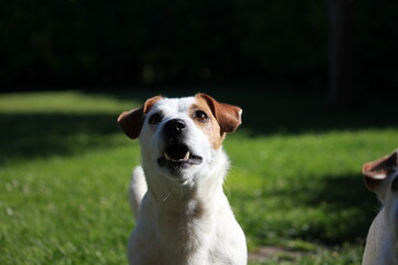 Mirada de Jack Russell