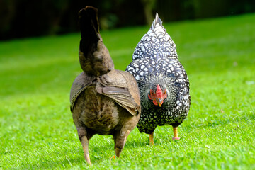 Pair of pretty, free range bantam hens seen feeding in a large, rural English garden. The birds are...