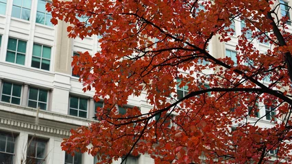 Selbstklebende Fototapeten Rot Lila The beautiful Wshington DC city view in autumn   © Bo