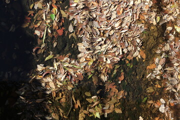 Autumn leaves floating on the surface of the river.