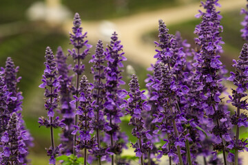 field of lavender