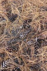 A pine cone laying on the ground.