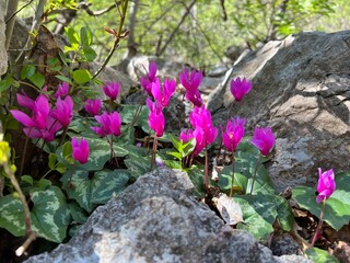 The purple cyclamen (Cyclamen purpurascens Mill.), Cyclamen d'Europe, Europäisches Alpenveilchen (Europaeisches Alpenveilchen) oder Sommer-Alpenveilche, Divlja ili šumska ciklama or šumska skrižalina