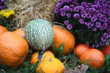 Autumn decoration - various kinds of pumpkins and chrysanthemum flowers