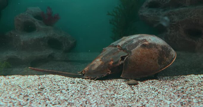 Atlantic horseshoe crab (Limulus polyphemus), also known as the American horseshoe crab, is a species of horseshoe crab, a kind of marine and brackish chelicerate arthropod.
