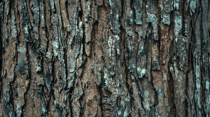 Fototapeta premium Close-up texture of rugged tree bark with natural cracks and earthy colors, ideal for backgrounds, nature themes, and organic design projects
