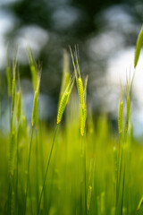 khorasan wheat field in italy