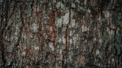 Close-up texture of rugged tree bark with natural cracks and earthy colors, ideal for backgrounds, nature themes, and organic design projects