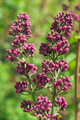 Obraz premium Lilac Branch Blooms in Spring at Daytime - Close-Up, Selective Focus, Soft Bokech. Violet Spring Flowers with Soft Aroma. Spring and Summer Gardening. Lilac Blossom. Purple Lilac Bush