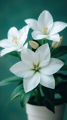 Obraz premium Elegant close-up of white lilies in a pot against a soft green background for floral decor inspiration