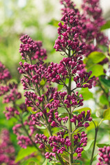 Obraz premium Lilac Branch Blooms in Spring at Daytime - Close-Up, Selective Focus, Soft Bokech. Violet Spring Flowers with Soft Aroma. Spring and Summer Gardening. Lilac Blossom. Purple Lilac Bush