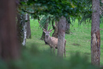 deer in the forest