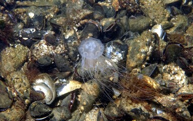 Jellyfish in the Baltic Sea – Germany