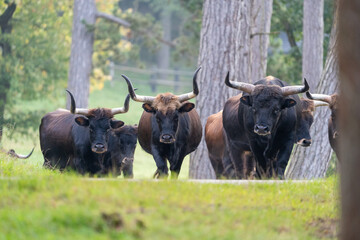 cow in the woods